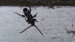 Phymatodes nitidus