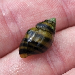 Elimia variata