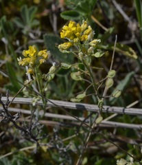 Alyssum montanum gmelinii