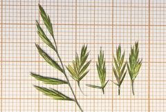 Festuca ampla