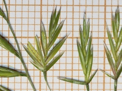 Festuca ampla