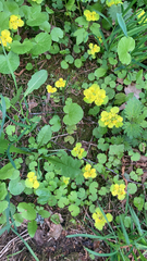Chrysosplenium alternifolium