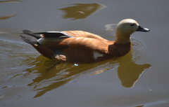 Tadorna ferruginea