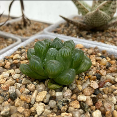 Haworthia cooperi