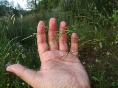 Festuca ampla
