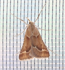 Synaphe morbidalis