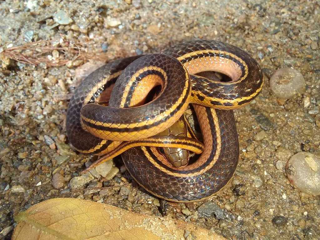 Trinidad Blackbacked Snake from Lopinot, Trinidad and Tobago on May 20