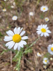 Anthemis ruthenica