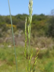 Festuca ampla