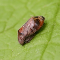 Penthimia americana
