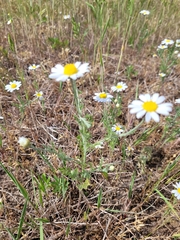 Anthemis ruthenica