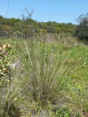 Festuca ampla