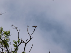 Curruca communis