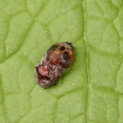 Penthimia americana