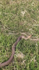 Philodryas patagoniensis