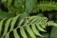 Sclerosomatidae