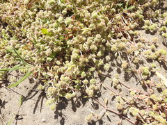 Chorizanthe cuspidata