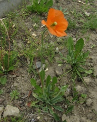 Papaver atlanticum