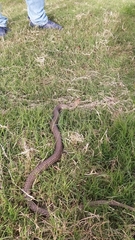 Philodryas patagoniensis