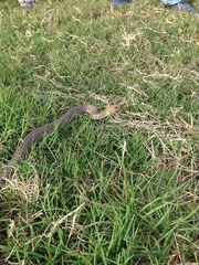 Philodryas patagoniensis