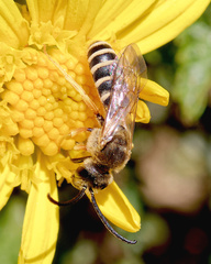 Halictus fulvipes