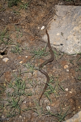 Zamenis hohenackeri