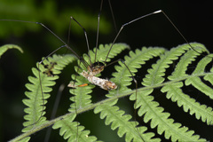 Sclerosomatidae