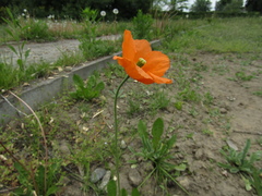 Papaver atlanticum