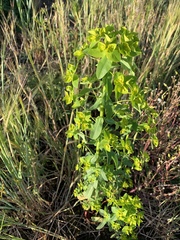 Euphorbia platyphyllos