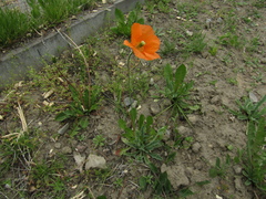 Papaver atlanticum