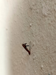 Caloptilia aurantiaca