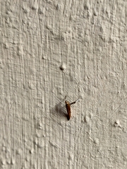 Caloptilia aurantiaca