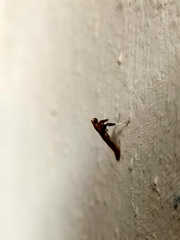 Caloptilia aurantiaca