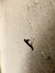 Caloptilia aurantiaca