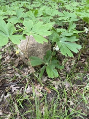 Podophyllum peltatum