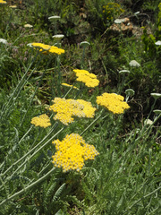 Achillea clypeolata