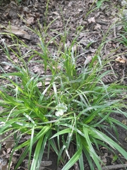 Carex strigosa