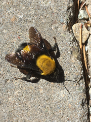 Bombus morrisoni