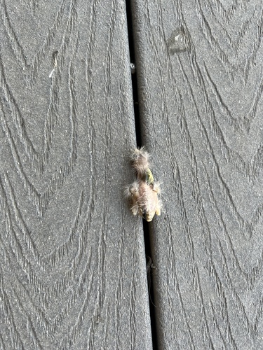 iNaturalist observation photo of House Finch