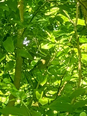 Vireo philadelphicus