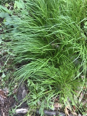 Carex montana