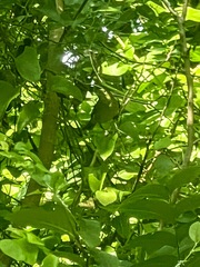 Vireo philadelphicus