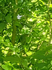 Vireo philadelphicus