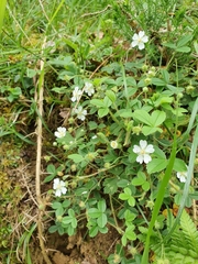 Potentilla montana