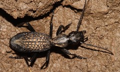 Cypholoba