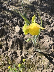 Calochortus pulchellus