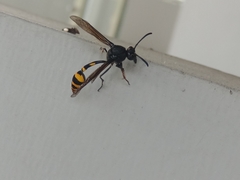 Phimenes flavopictus blanchardi