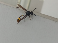 Phimenes flavopictus blanchardi