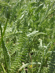 Achillea clypeolata