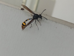 Phimenes flavopictus blanchardi